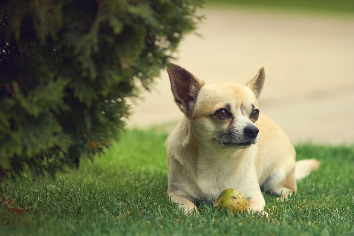 Alimentation du chihuahua conseils pour une nutrition équilibrée et