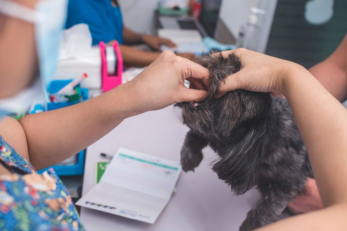 Quel Est Le Prix D Une Vermifugation Pour Petit Chien Yorkshires Fr