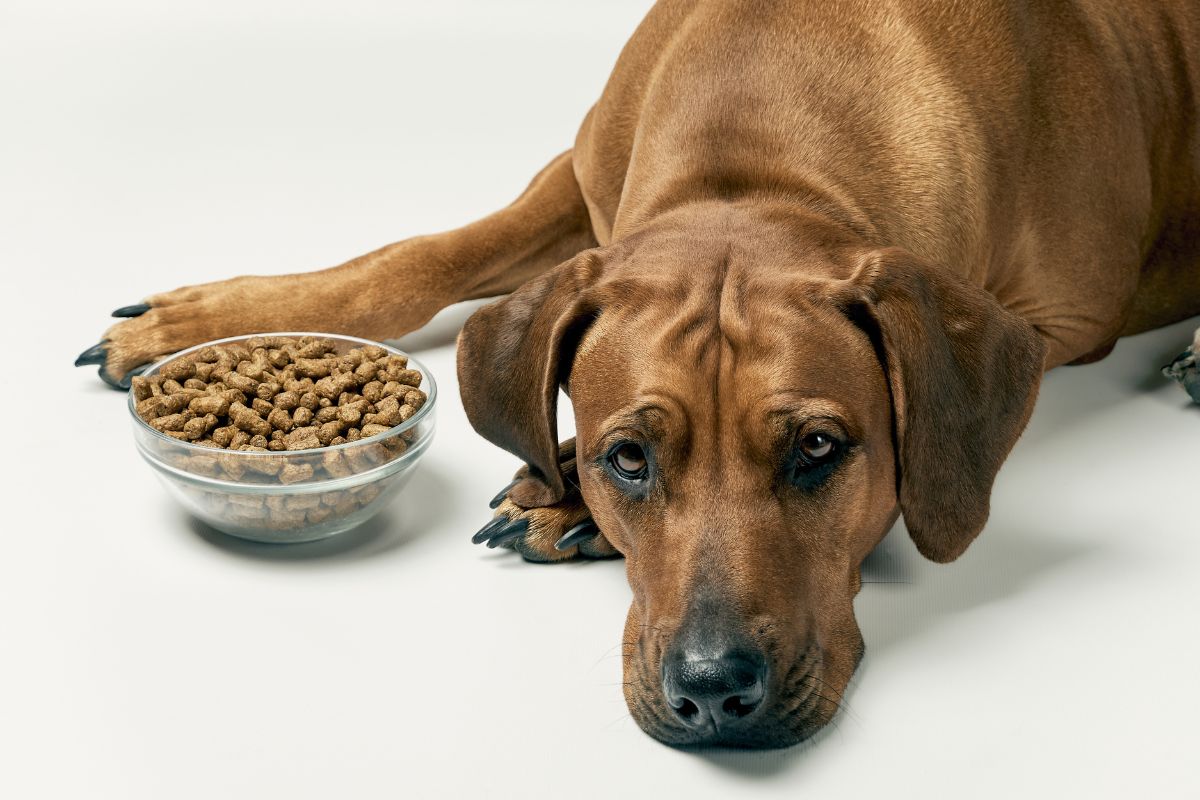 Natures Variety Selected Croquettes Pour Chien Gamme Prix Et Avis