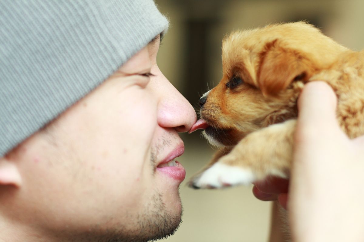 Comment Calmer L Anxi T D Un Chien Yorkshires Fr