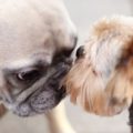 Bouledogue français croisé Yorkshire