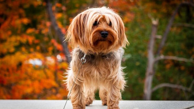 Quel est le prix d'un Yorkshire Morkie ?