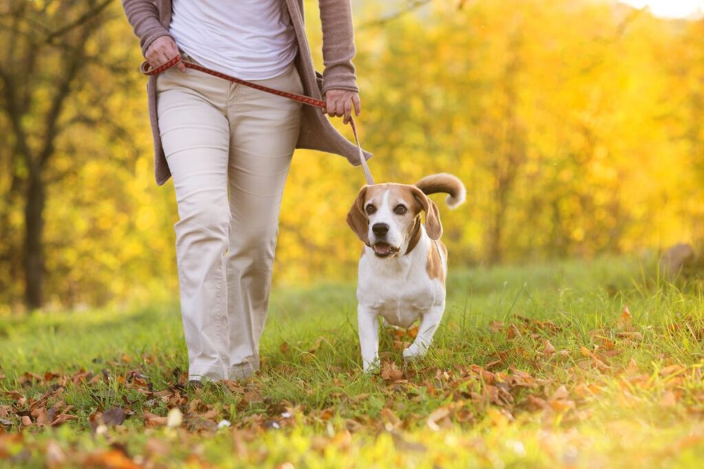 Combien de balades un chien d'appartement a besoin par jour ?