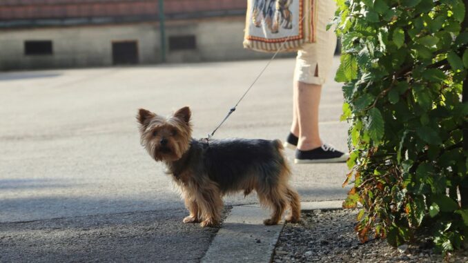 Combien de balades un chien d'appartement a besoin par jour ?