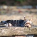 Sommeil chien : combien de temps dort un Yorkshire ?