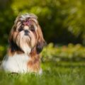 Quelles sont les différences entre un Yorkshire et un Shih Tzu ?