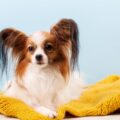 papillon chien