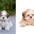 comment choisir un élevage fiable pour acquérir un lhassa apso