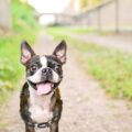 comment dénicher un boston terrier dans un élevage de qualité