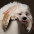 comment garantir une bonne nuit de sommeil à un lhassa apso