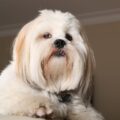 comment habituer son lhassa apso à être propre