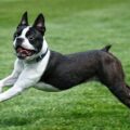 le boston terrier est il connu pour aboyer fréquemment