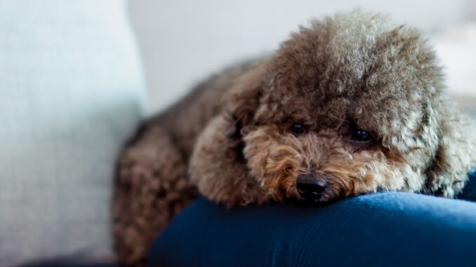 le caniche toy est il connu pour aboyer fréquemment 3