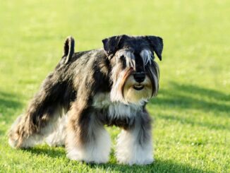 le caniche toy est il connu pour aboyer fréquemment 6