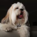 le lhassa apso est il considéré comme un chien intelligent