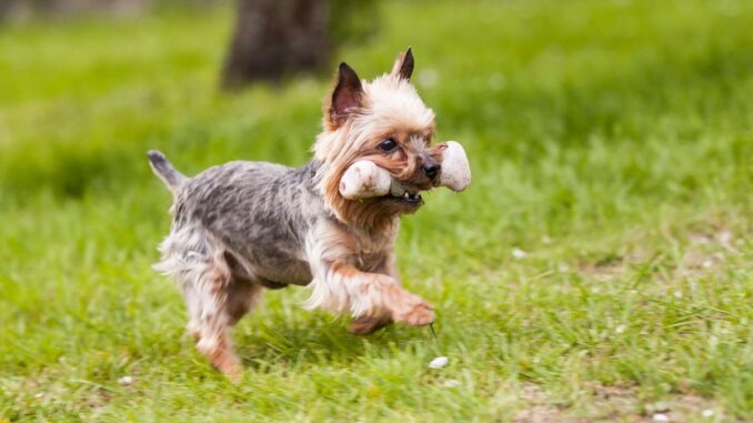 les particularités physiques du yorkshire toy