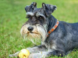 quel est le prix moyen d'un schnauzer nain