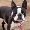 quelle est l'espérance de vie moyenne pour un boston terrier