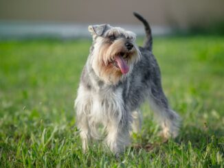 quelles sont les particularités qui distinguent le schnauzer nain d'autres schnauzers