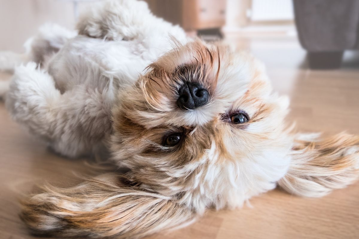 En quoi un Lhassa Apso se diff rencie t il d un Shih Tzu