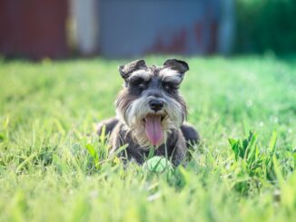 quels bénéfices peut on attendre de l'adoption d'un schnauzer nain