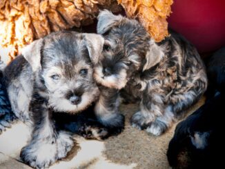 quels conseils pour assurer un sommeil réparateur à un schnauzer nain