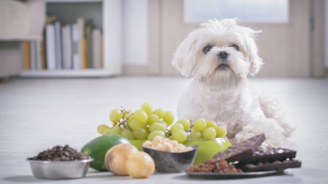 quels fruits et légumes peut on donner à un petit chien