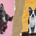 qu'est ce qui distingue un boston terrier d'un bouledogue français