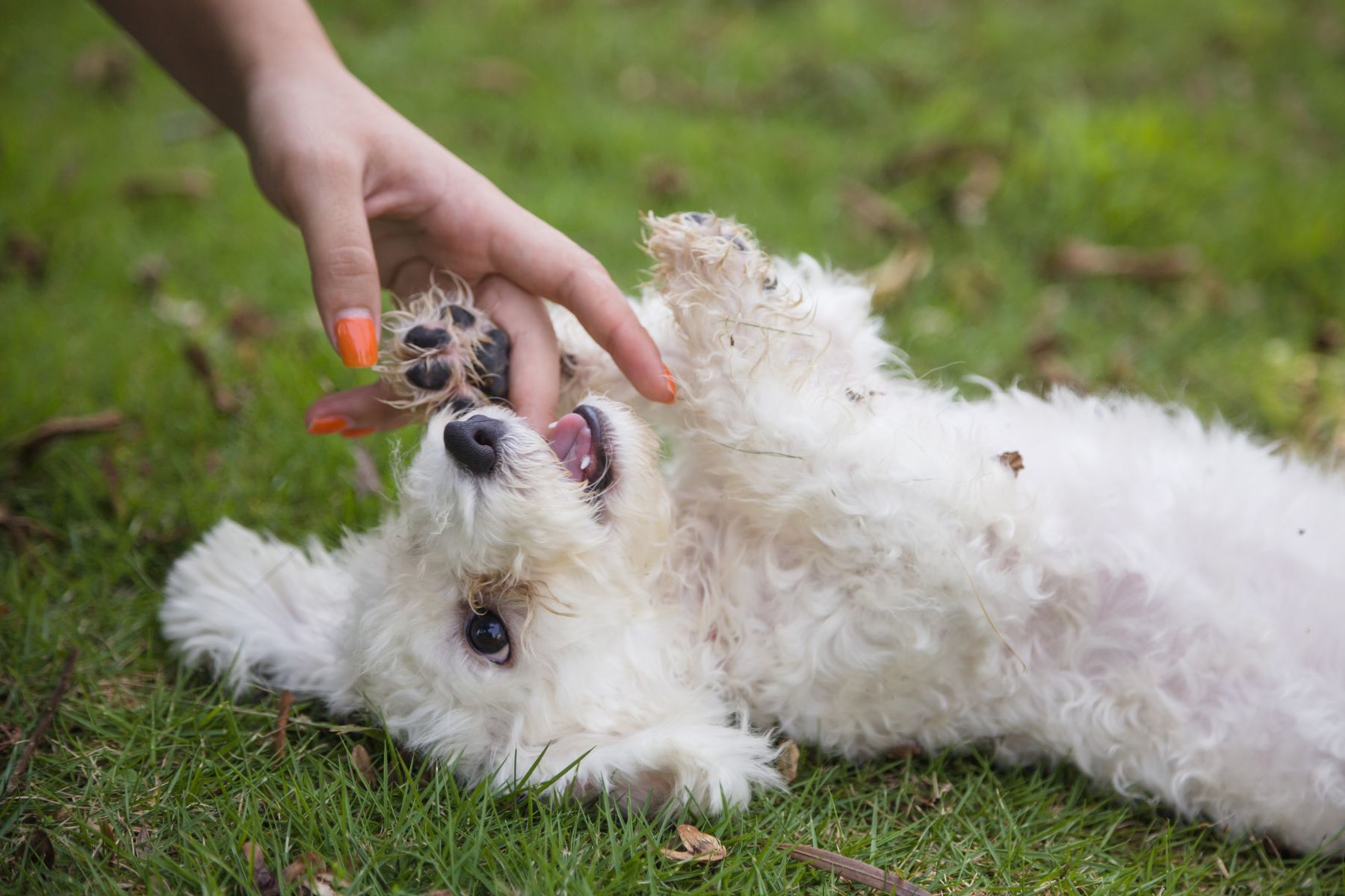 Quelle Race De Petit Chien Est Calme