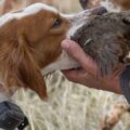 Quel est le meilleur petit chien pour la chasse au petit gibier ?