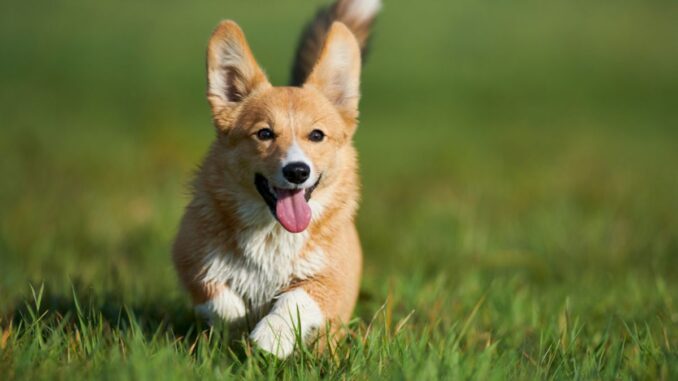 activités et jeux adaptés pour le corgi plaisir et stimulation