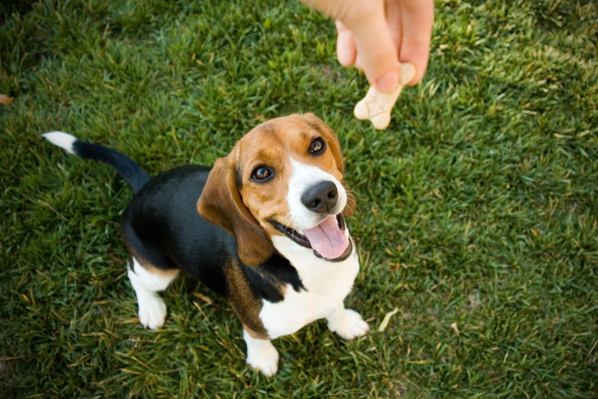Le beagle : un chien au flair inégalé et à la personnalité attachante