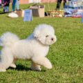 beauté du bichon frisé astuces pour entretenir sa robe blanche éclatante (1)