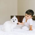 bichon frisé en famille comment favoriser une relation complice avec les enfants (1)