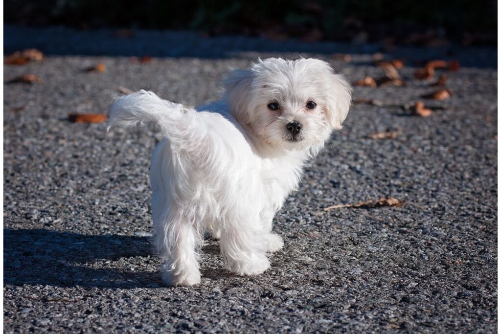 Comprendre le caract re unique du bichon maltais Yorkshires.fr