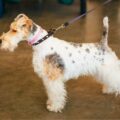 éducation du fox terrier clés pour un dressage réussi et respectueux