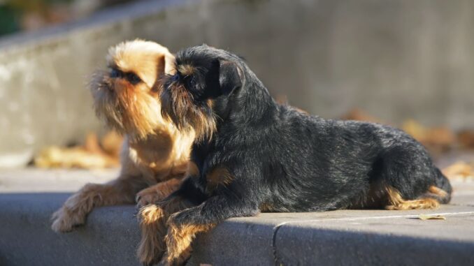 éducation et dressage du griffon bruxellois conseils pour un compagnon bien élevé