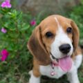 éduquer un beagle stratégies pour un dressage ludique et efficace