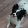 élever un chien papillon conseils pour une cohabitation joyeuse