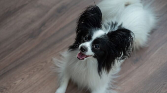 élever un chien papillon conseils pour une cohabitation joyeuse