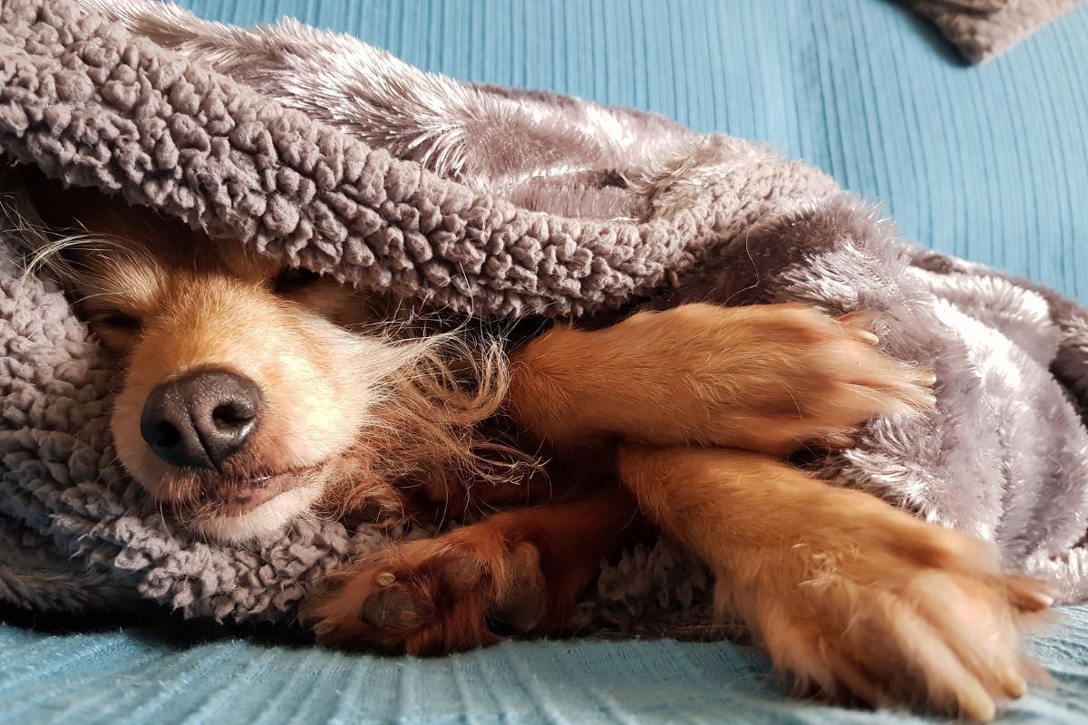 Est-ce Qu'un Chien Peut Rester 8h Seul ? Gérer L'absence Au Quotidien ...