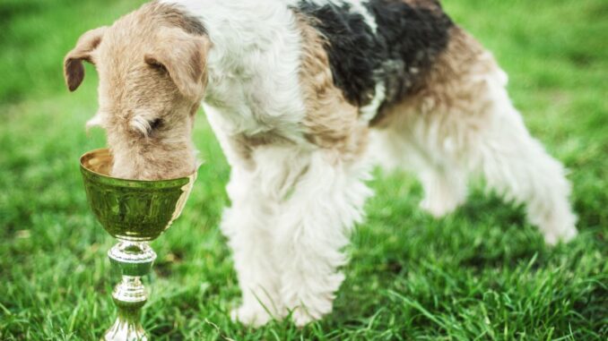 histoire et origines du fox terrier un héritage de chasseur