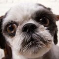 histoire et origines du shih tzu un voyage à travers les dynasties chinoises