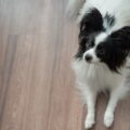 la beauté et l'élégance du chien papillon plus qu'un simple compagnon