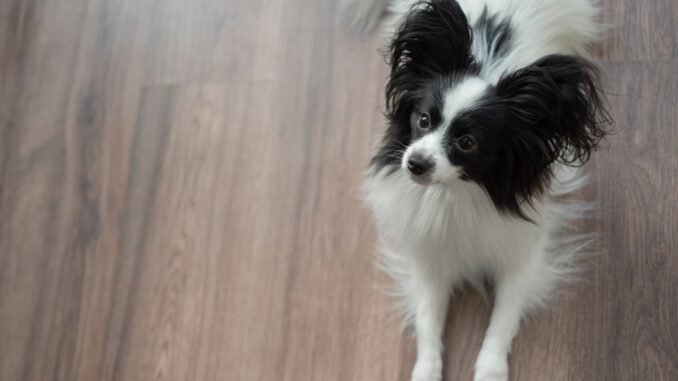 la beauté et l'élégance du chien papillon plus qu'un simple compagnon