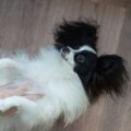 le chien papillon petit format, grande personnalité