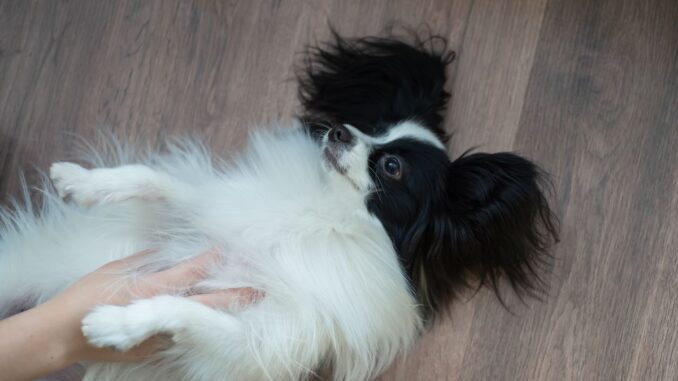 le chien papillon petit format, grande personnalité