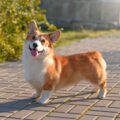 le corgi un chien court sur pattes au grand cœur