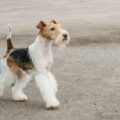 le fox terrier en famille intégration et cohabitation heureuses