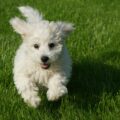 le monde fascinant du bichon frisé traits distinctifs et évolution de la race